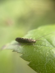 Annulipalpia