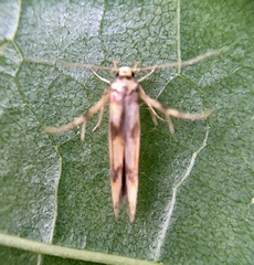 Stathmopoda pedella