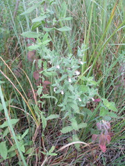 Teucrium scordium