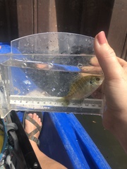 Lepomis macrochirus macrochirus