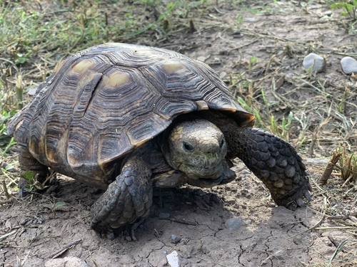 Texas Tortoise, Nuevo León, MX, photo 9 of 10