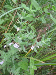 Teucrium scordium