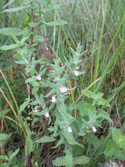 Teucrium scordium