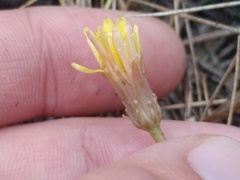 Taraxacum bessarabicum