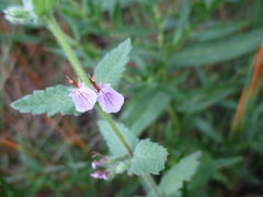 Teucrium scordium
