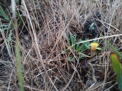 Taraxacum bessarabicum