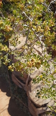 Searsia burchellii
