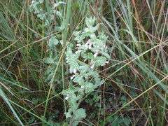 Teucrium scordium