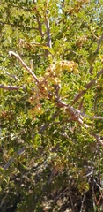 Searsia burchellii