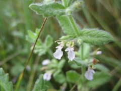 Teucrium scordium