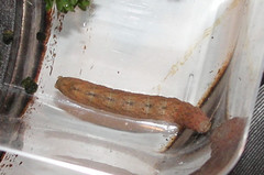 Lepidoptera