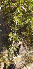 Searsia burchellii