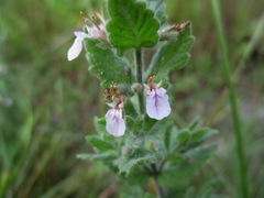 Teucrium scordium
