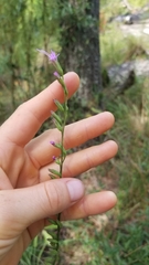 Liatris tenuifolia