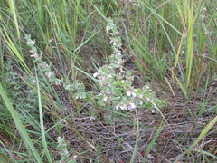 Teucrium scordium