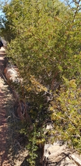 Searsia burchellii