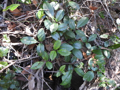 Tetrastigma nitens