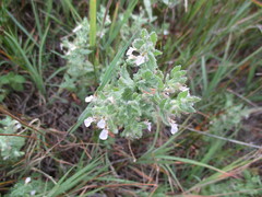 Teucrium scordium
