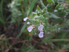 Teucrium scordium