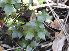 Alchornea ilicifolia