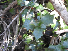 Alchornea ilicifolia