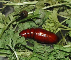Lepidoptera