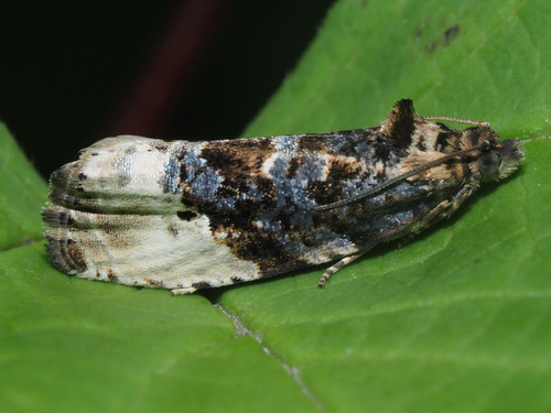 Green Budworm Moth, photo 6 of 10