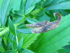 Nemorimyza posticata