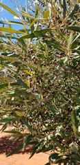 Olea europaea