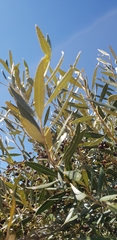 Olea europaea