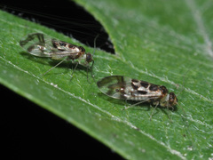 Graphopsocus cruciatus