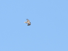 Neophron percnopterus