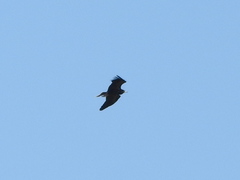 Neophron percnopterus