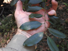 Diospyros australis