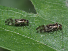 Graphopsocus cruciatus