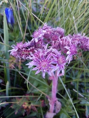 Sempervivum caucasicum