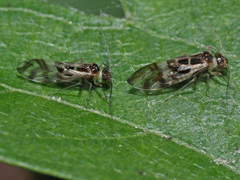 Graphopsocus cruciatus