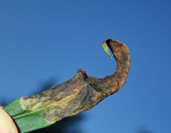 Nemorimyza posticata