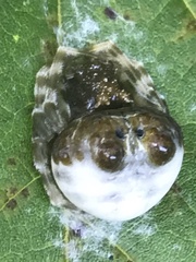 Mastophora