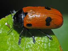 Clytra quadripunctata