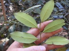 Diospyros australis