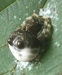 Mastophora