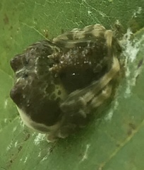 Mastophora