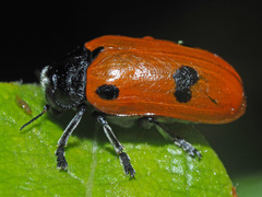 Clytra quadripunctata