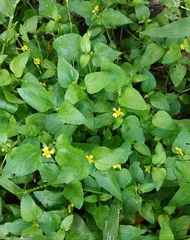 Calyptocarpus vialis