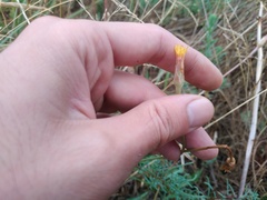 Scorzonera parviflora