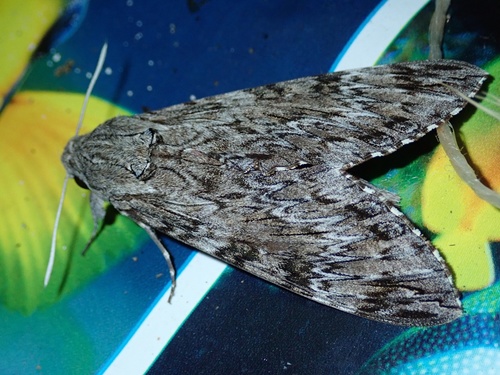 Agrius cordiae, 2019-04-15