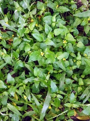 Calyptocarpus vialis