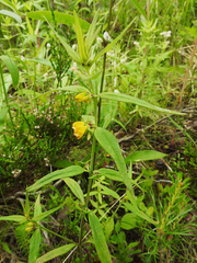 Melampyrum sylvaticum