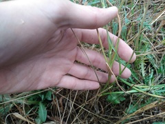 Scorzonera parviflora